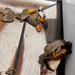 Larven aus dem Großsegel