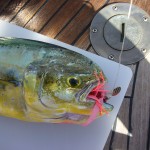 anderer Fisch