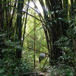 Bambus-Wald vor dem Urwald