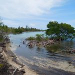 Mangroven schützen das Ufer