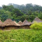 Kogi Dorf mit Coca Büschen im Vordergrund