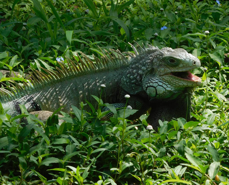 Iguanas - ausgewachsen und ausgefärbt - zwei Meter mächtige Tiere