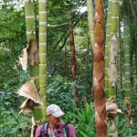 Bambus Schößling bereits mit 10 cm Durchmesser