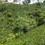 Kaffee-Felder - die Bananen dazwischen sollen Schatten spenden