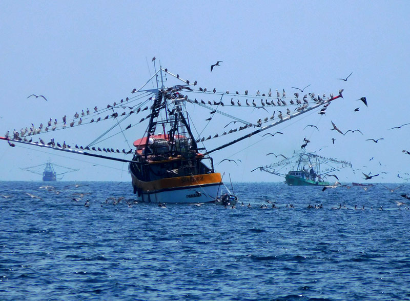 Fischer-Flotte vor den Las Perlas Islands
