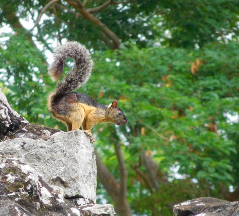 Ein Eichhörnchen auf der Flucht vor den Katzen zwischen den Ruinen