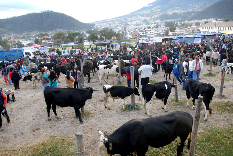 Otavalo Viehmarkt, angeblich der größte Markt Ecuadors
